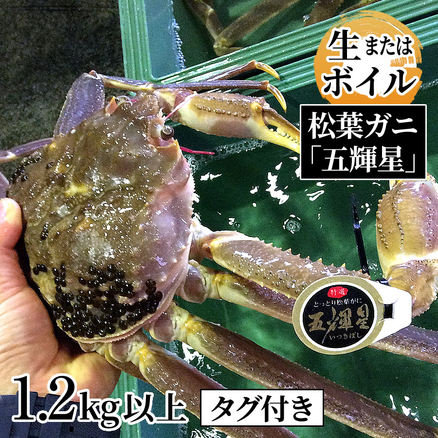 極上】松葉ガニ 1.5kg超特大サイズ - 魚介