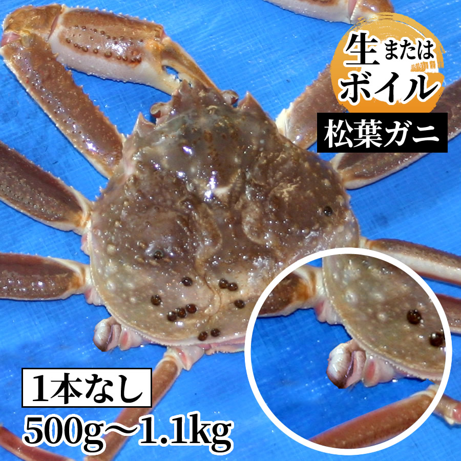 訳あり 松葉ガニ 足1本無し 姿500g～1.1kg（生またはボイル）