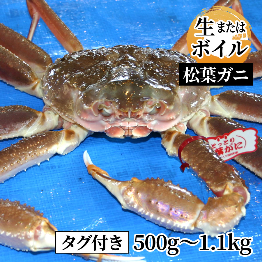 タグ付き 松葉ガニ 姿500g～1.1kg（生またはボイル） | 魚倉