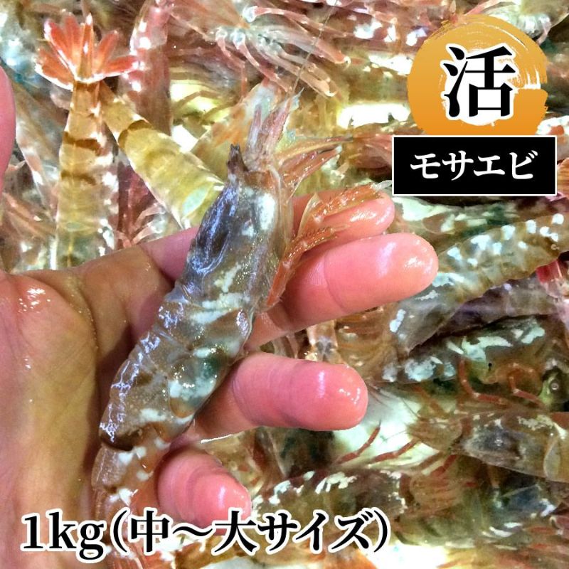 モサエビ 活1kg（中～大サイズ） | 魚倉