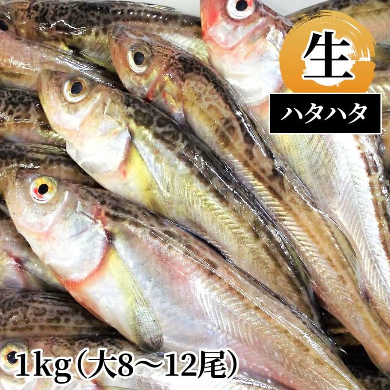 ハタハタ 生1kg