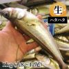 ハタハタ 生1kg