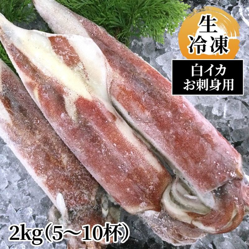 白イカ（お刺身用・冷凍）2kg（約5～10杯） | 魚倉