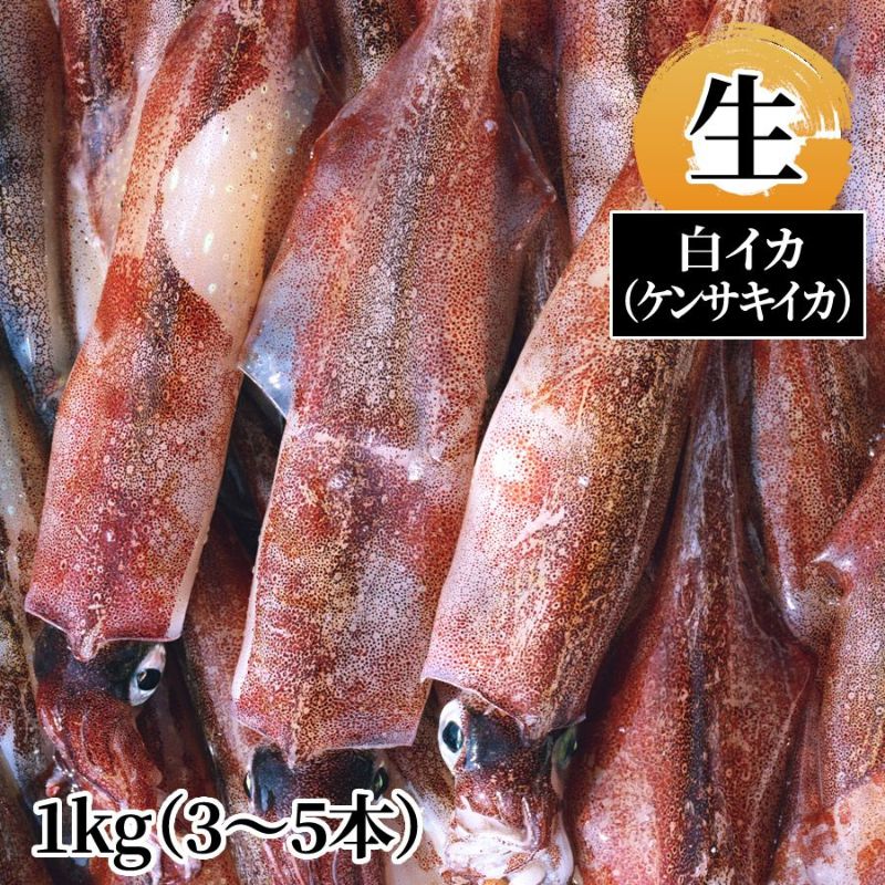 白イカ（ケンサキイカ） 生1kg