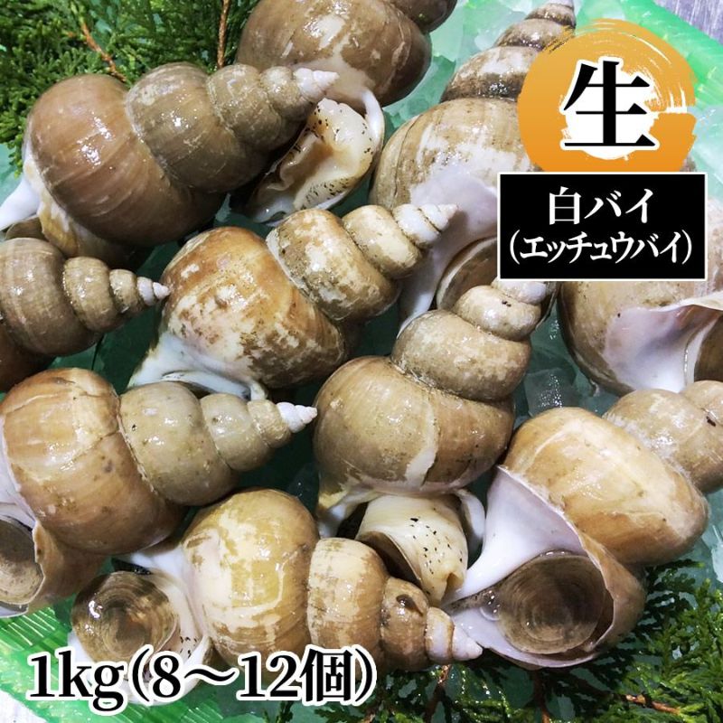  白バイ（エッチュウバイ）