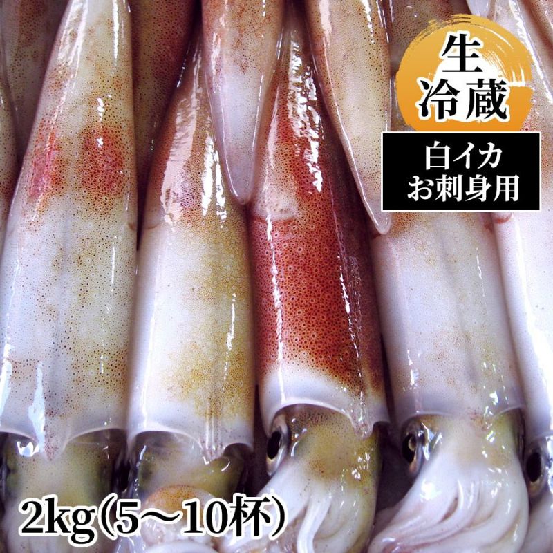 白イカ（お刺身用・冷蔵）2kg