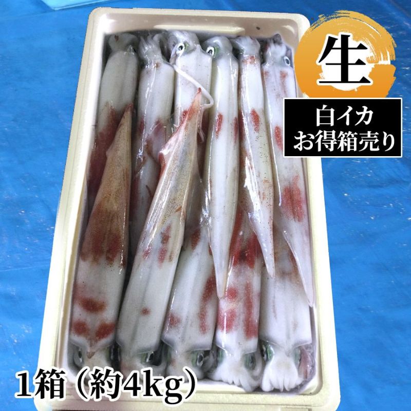 朝どれ お得な箱売り白イカ（お刺身用・冷蔵）1箱(約4kg) | 魚倉